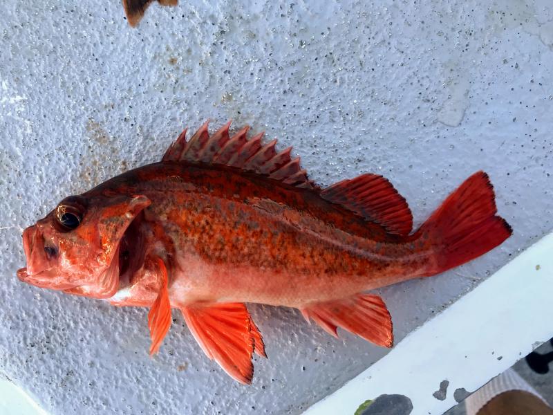 Rockfish, Vermillion rc6750