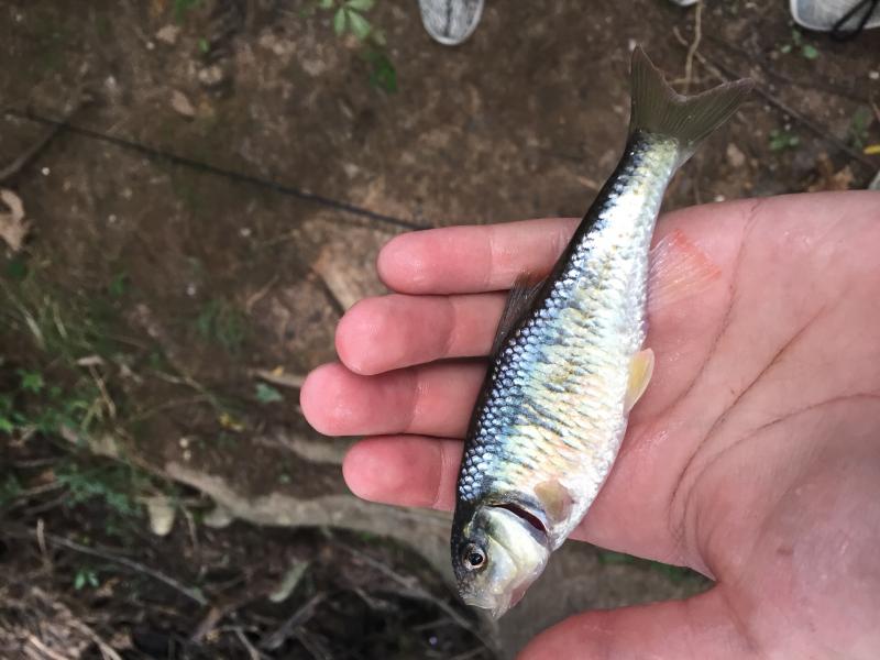 Mojarra, Tidewater Species.Spotlight
