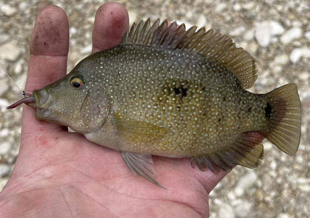 Cichlid, Texas Cast_and_Blast