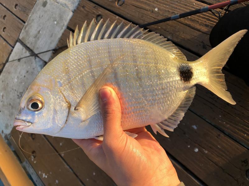 Pinfish, Spottail Species.Spotlight
