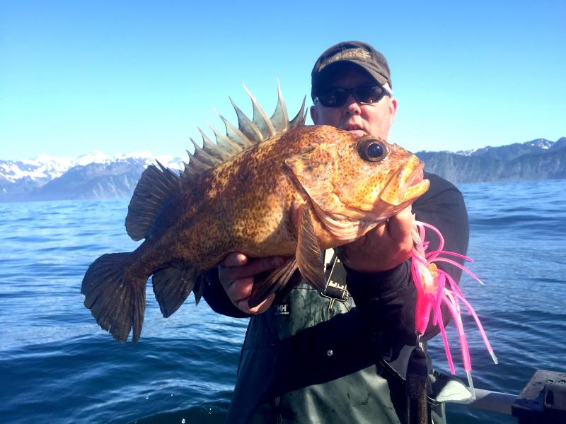 Rockfish, Quillback JediMasterSalmonSlayer