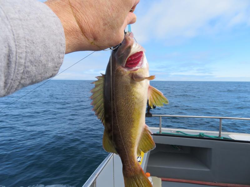 Rockfish, Yellowtail DocEsox