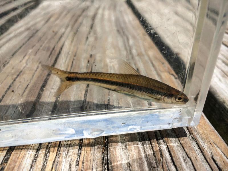 Shiner, Ironcolor rc6750