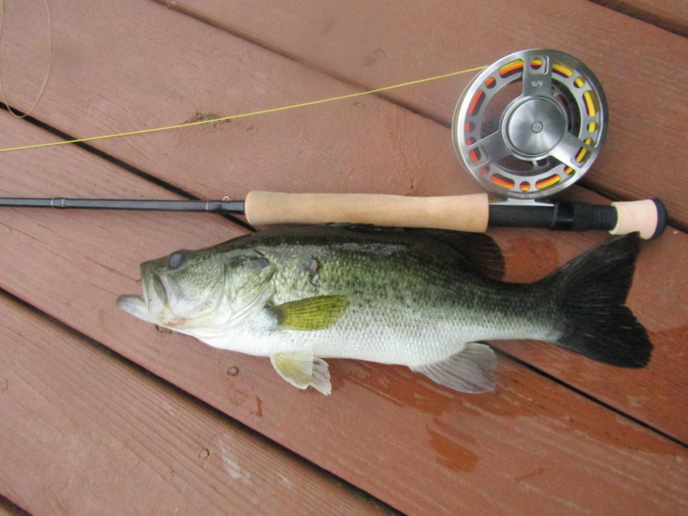 Bass, Largemouth Noturus