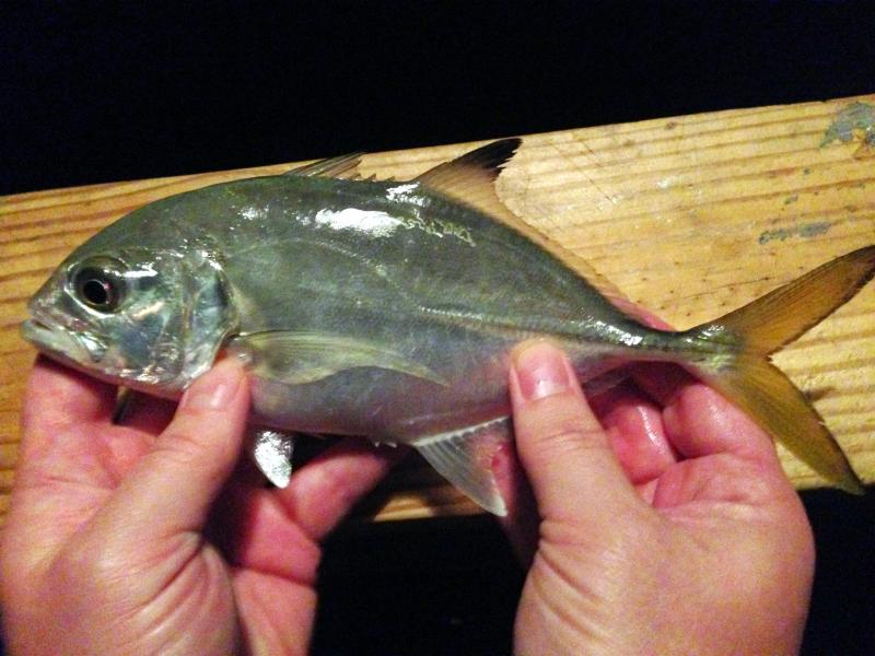 Jack, Horseeye rc6750