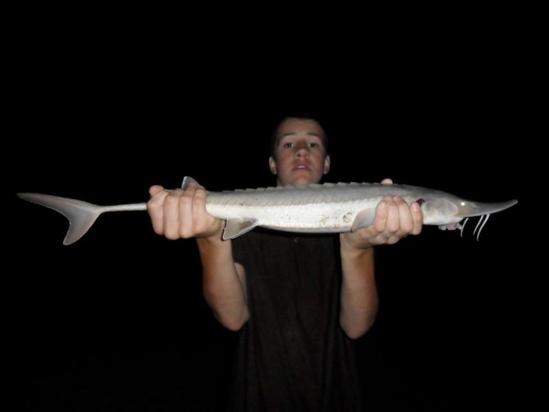 Sturgeon, Shovelnose SmQkey
