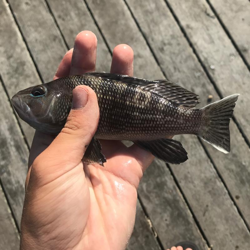 Sea Bass, Black TheMasterCaster