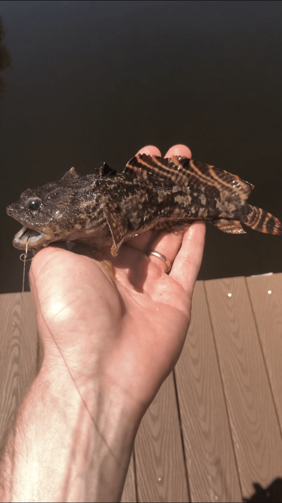 Toadfish, Gulf RoughFish