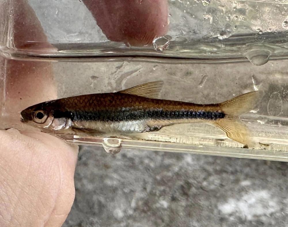 Shiner, Ironcolor Thelucasboysoutdoors