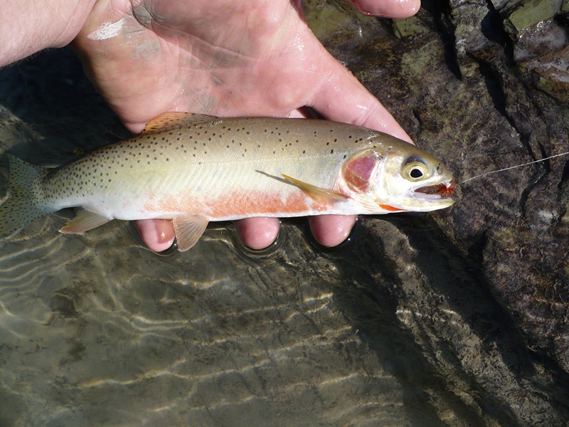 Trout, Cutthroat Cast_and_Blast