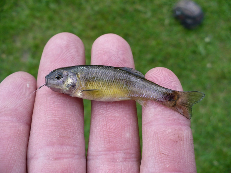 Minnow, Fathead Cast_and_Blast