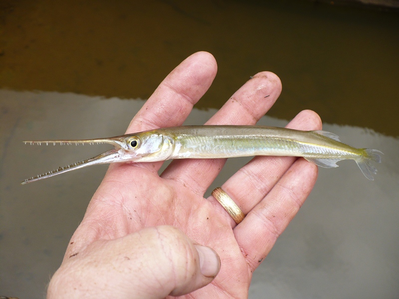 Needlefish, Asian Freshwater Cast_and_Blast www