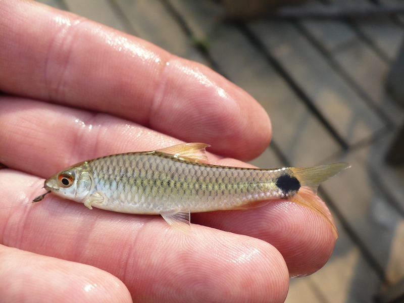 Flying Fox, Reticulated Cast_and_Blast