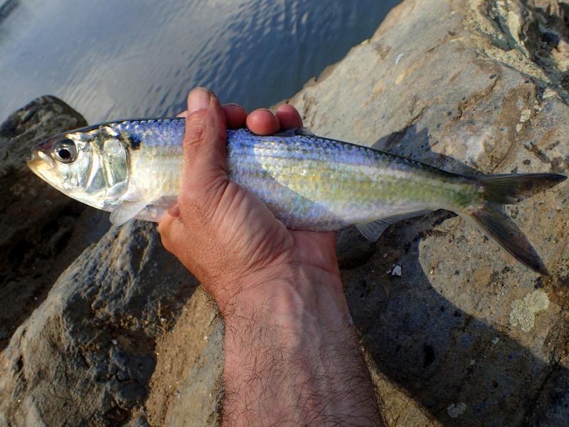 Shad, Blueback Herring pmk00001