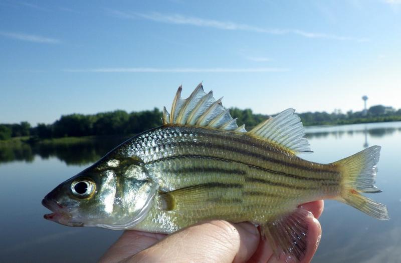Bass, Yellow Gunnar
