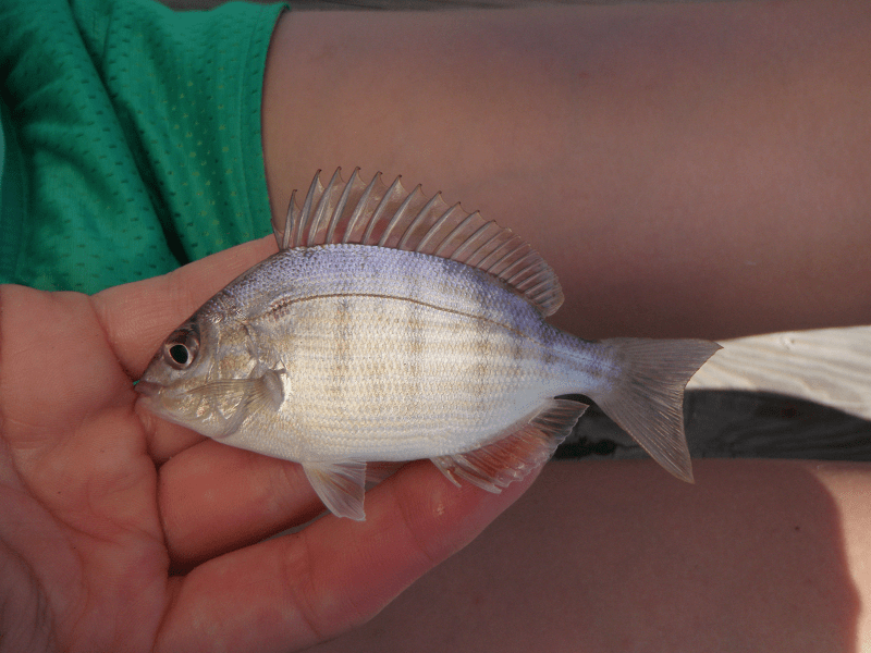 Pinfish Reekfish