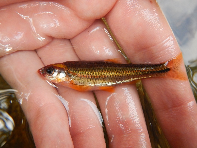 Shiner, Saffron Logperch28