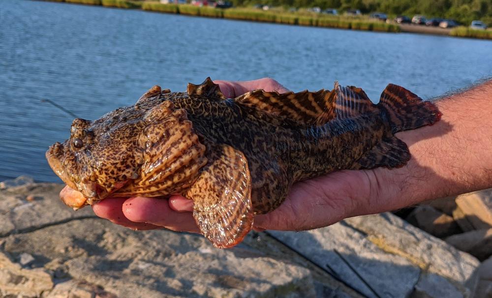 Toadfish, Oyster uconn fishhead