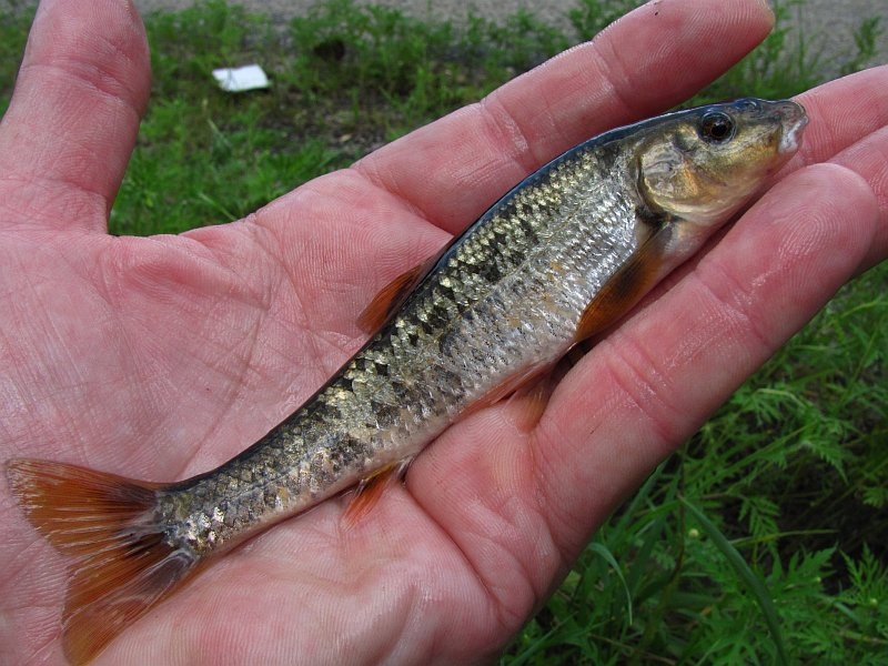 Stoneroller, Central fiddleFish