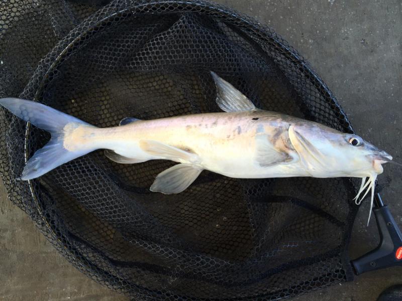 Catfish, Hardhead Hal Edward