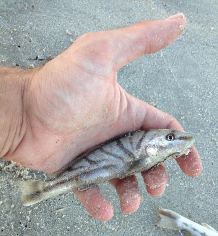 Whiting, Northern Kingfish Drew