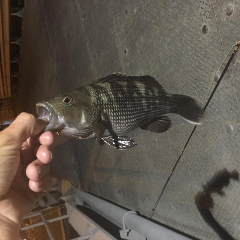 Sea Bass, Black Sproly