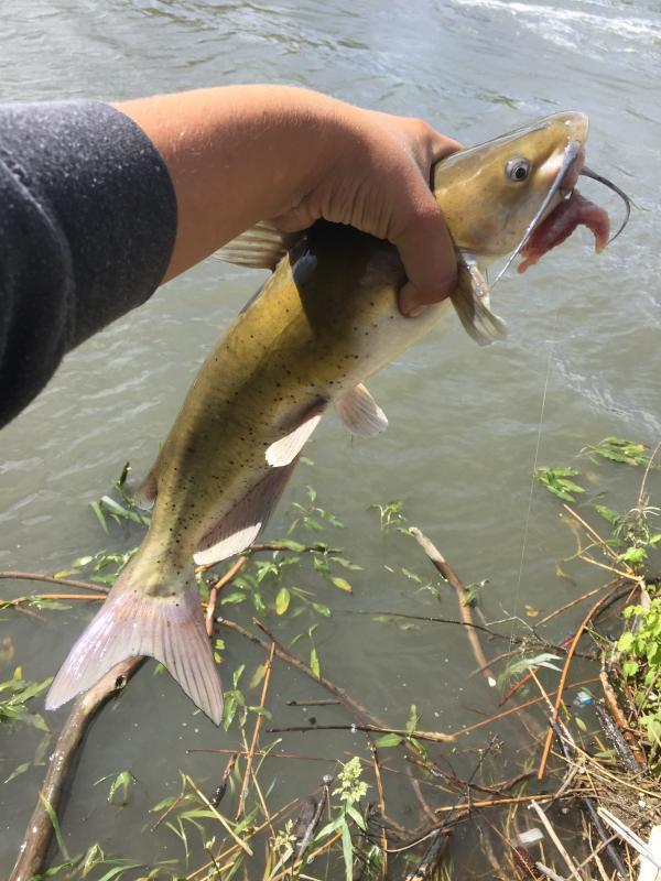 Catfish, Channel Utah_Anglers