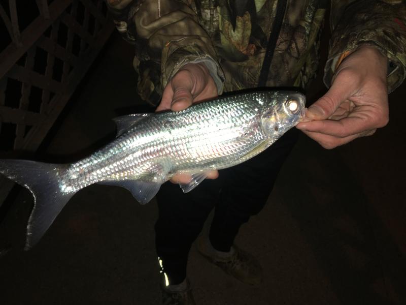 Mooneye Billstrunner