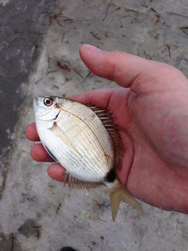 Pinfish, Spottail meghanfkelly