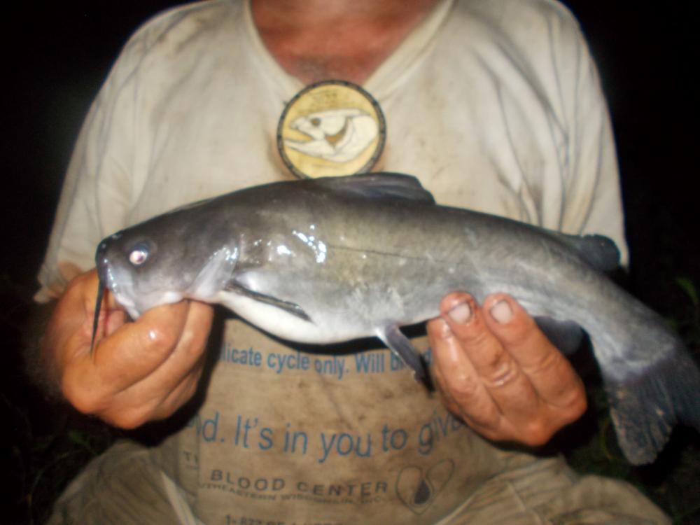 Catfish, White LowVision