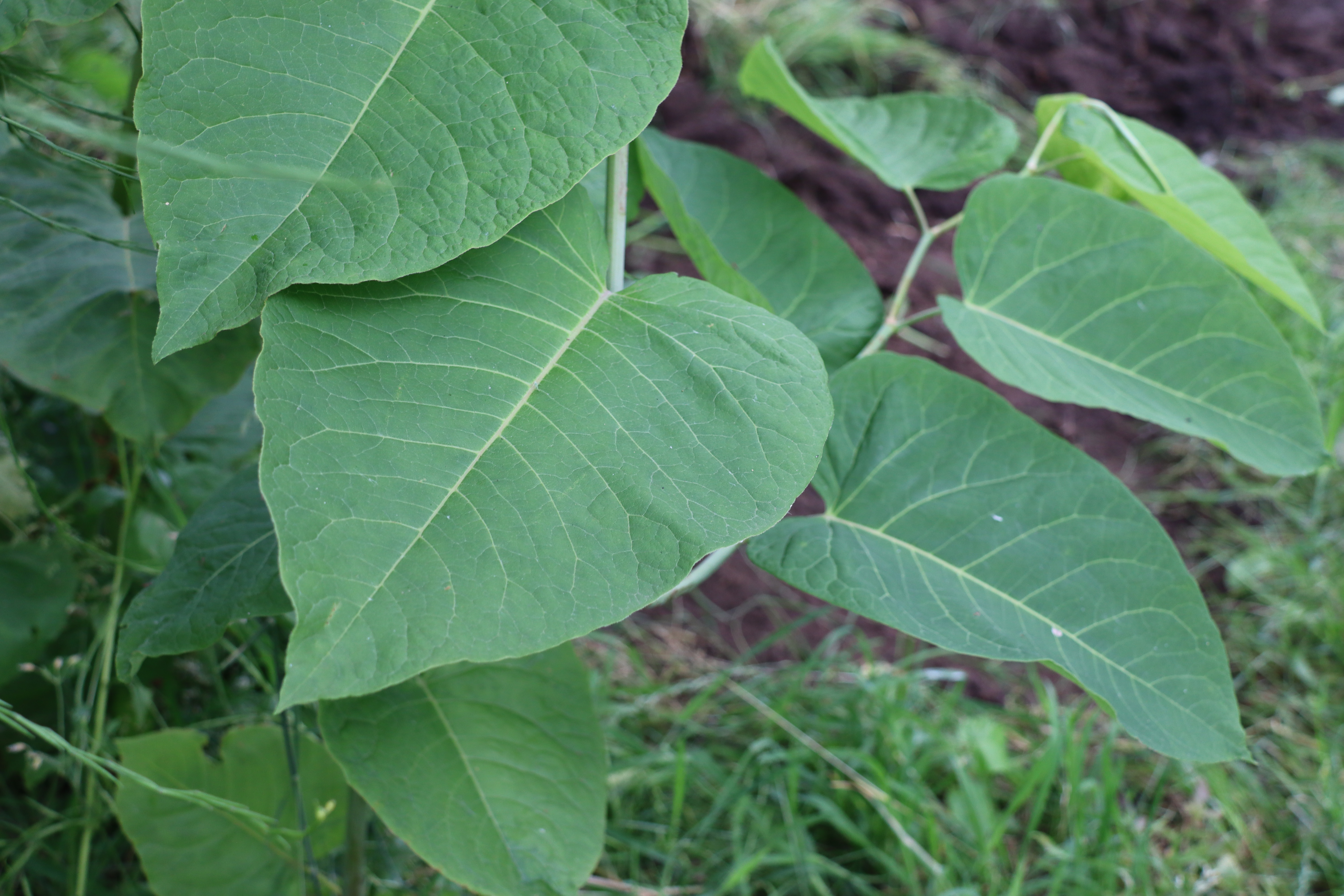 Wat Is De Japanse Duizendknoop En Wat Doet Rova Ermee? - Rova