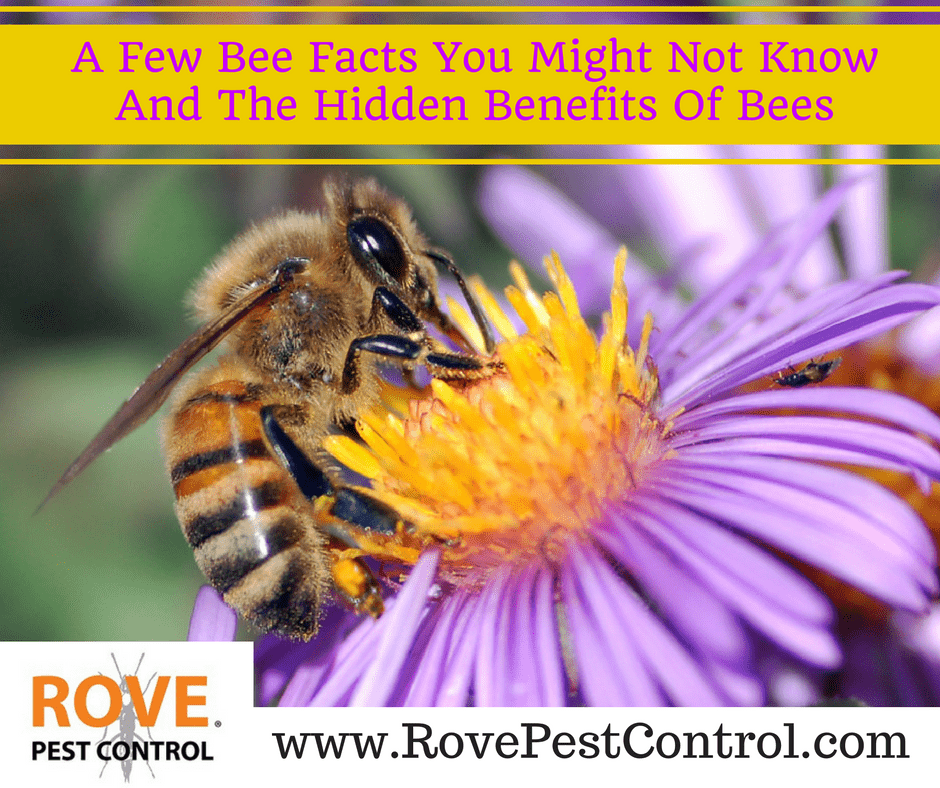 A few bee facts you might not know and the hidden benefits of bees
