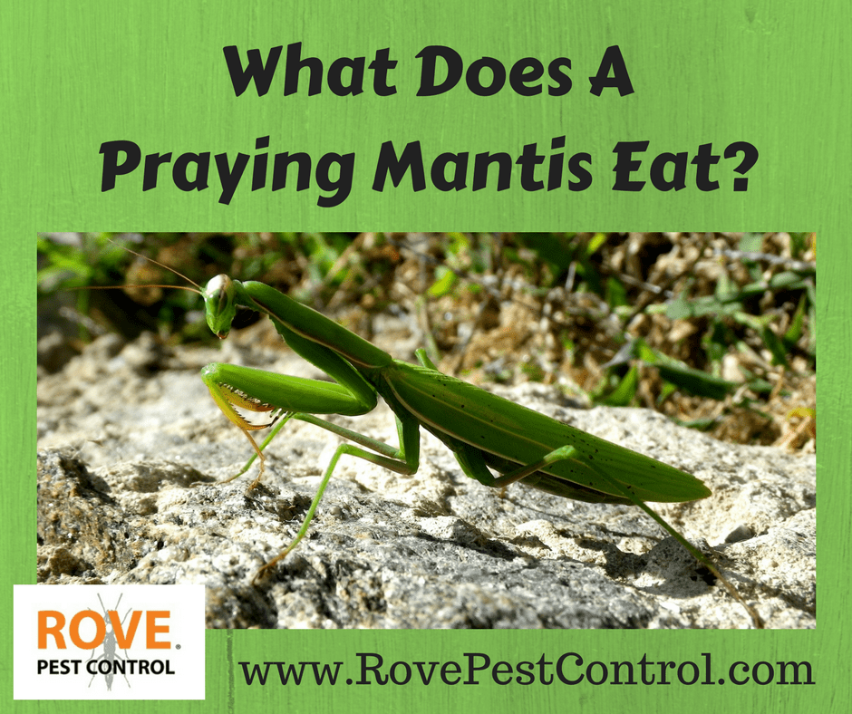 What does a praying mantis eat? Rove Pest Control