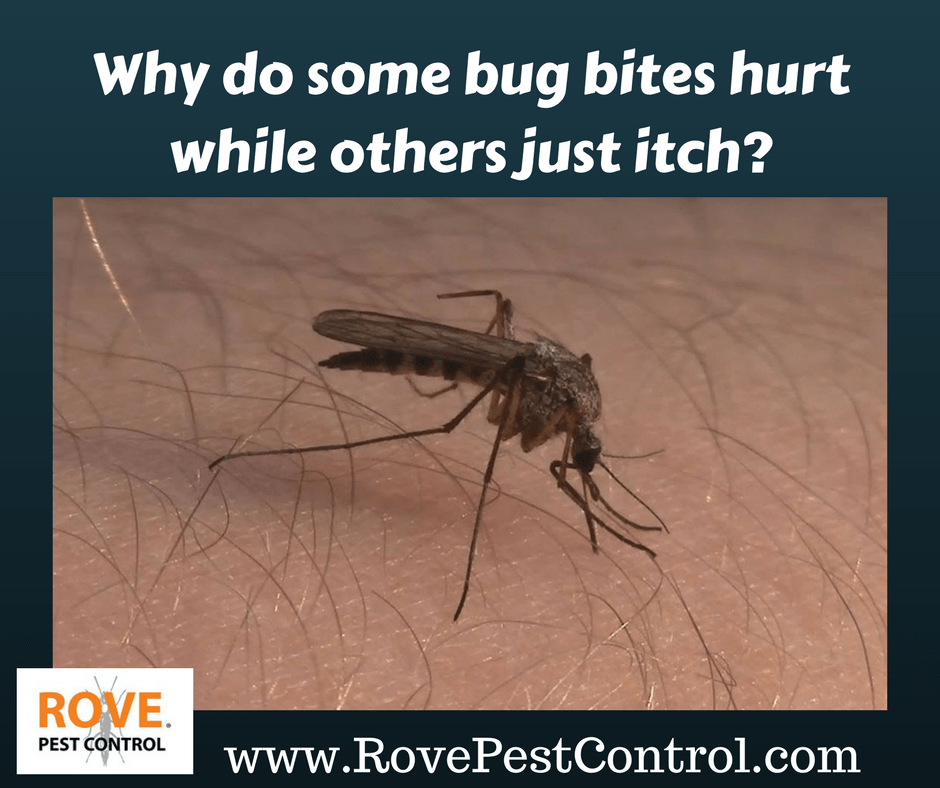 Why do some bug bites hurt while others just itch? Rove Pest Control