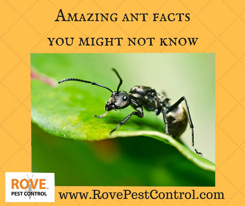 50 Fascinating Facts About Ants 2024's Unbelievable Insights!