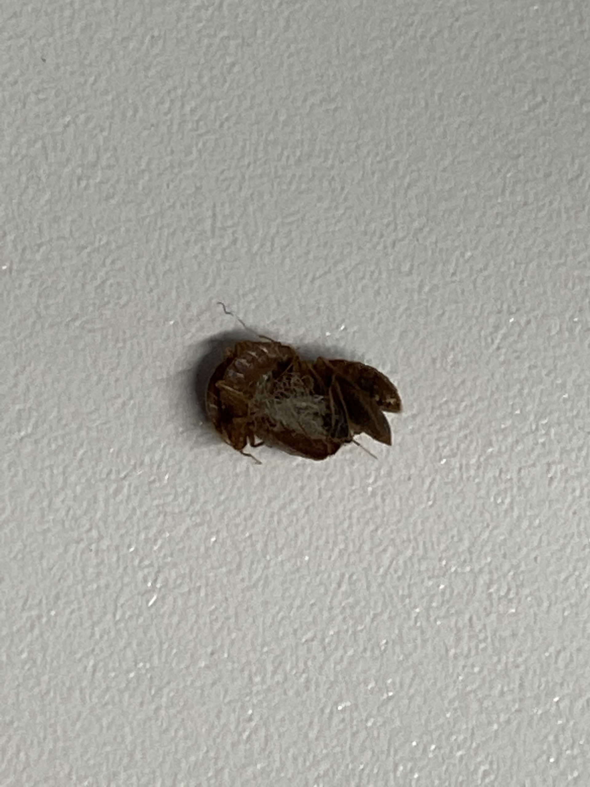 What Do Bed Bugs Do In The Cold? Rove Pest Control