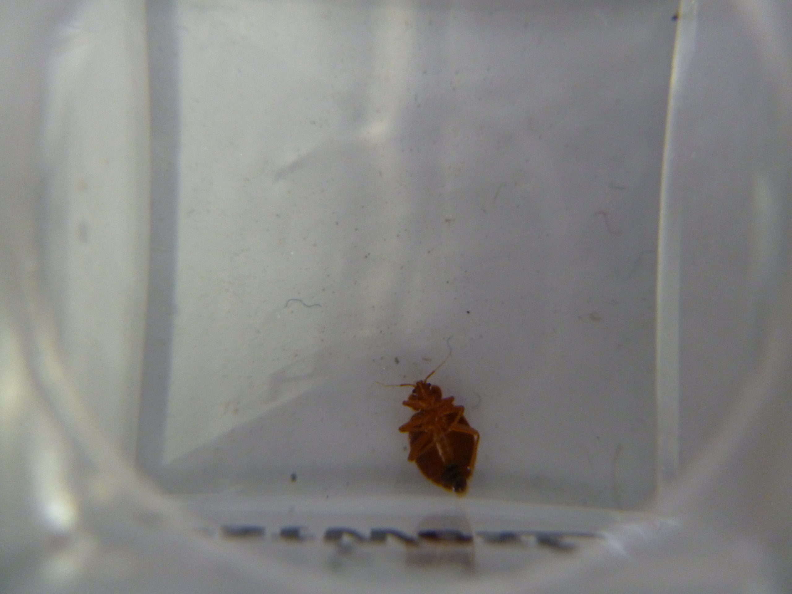 Bed Bug Lookalikes and Why they Matter Rove Pest Control