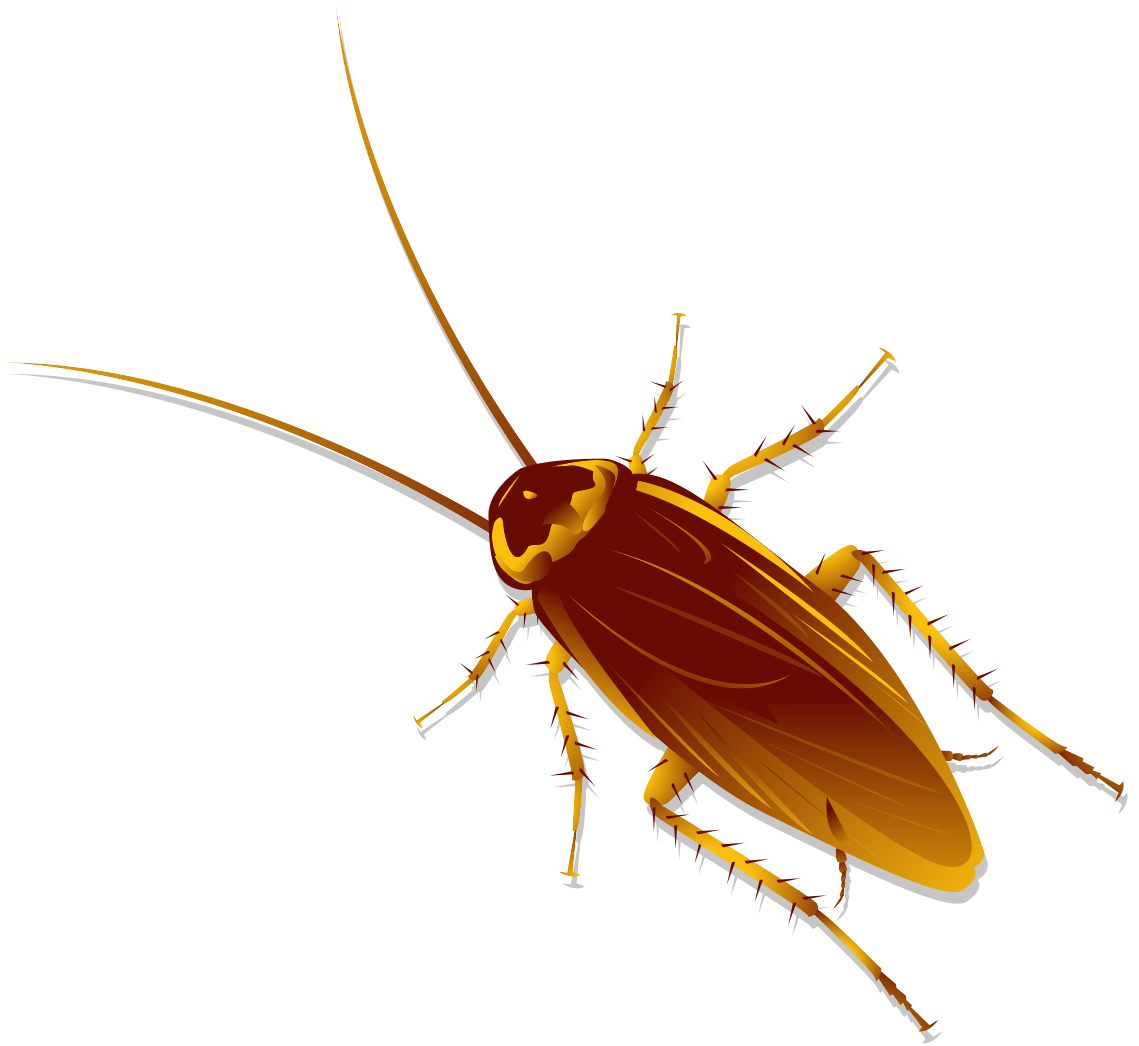 Cockroaches Favorite Foods Rove Pest Control