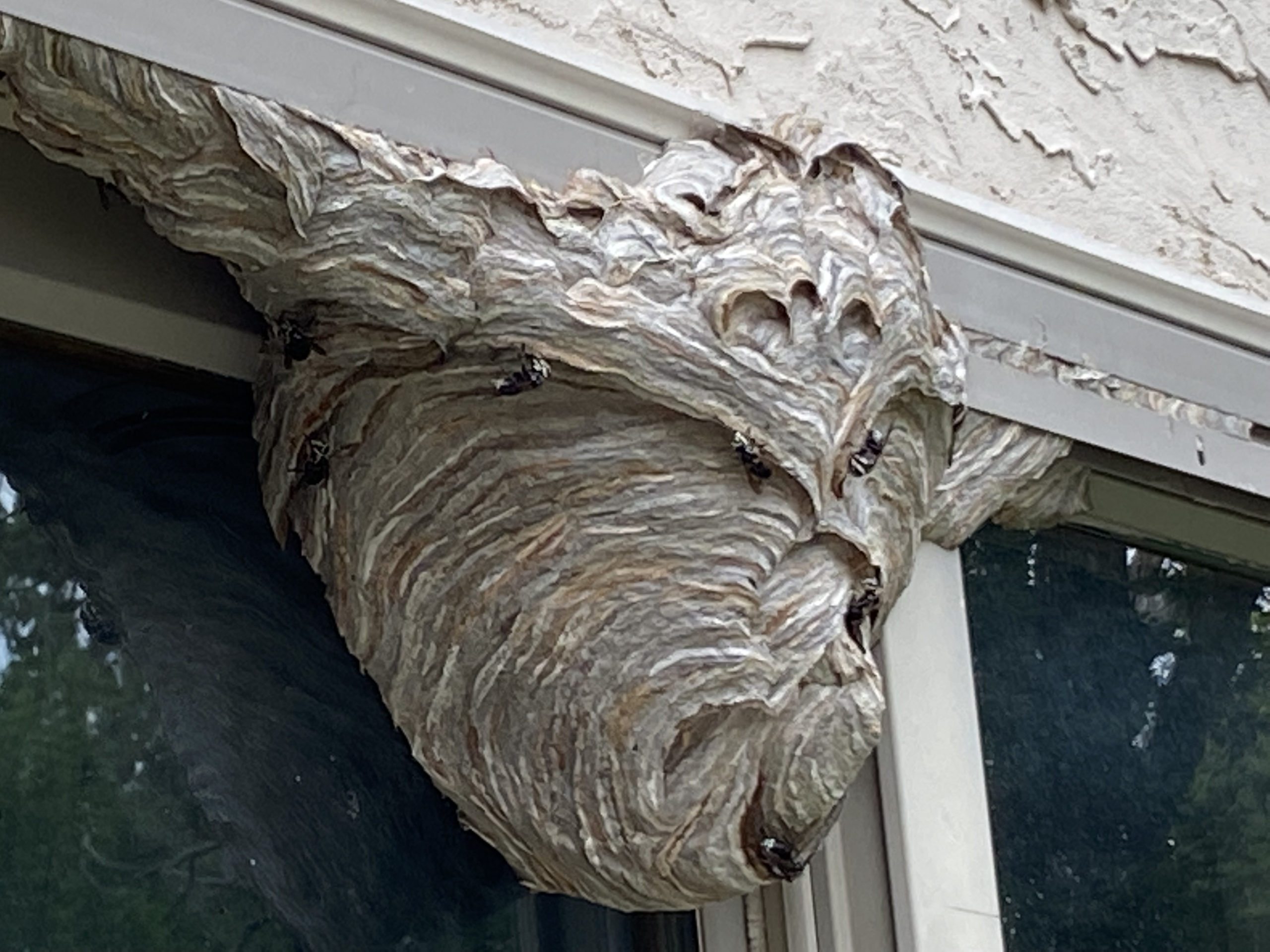 5 Steps to Getting Rid of a Wasp Nest Rove Pest Control