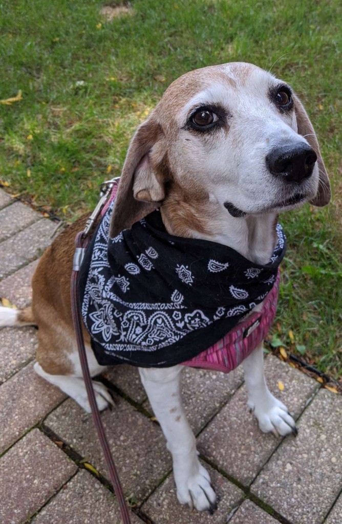 Meet the Dog of The Week Annie RoverTime