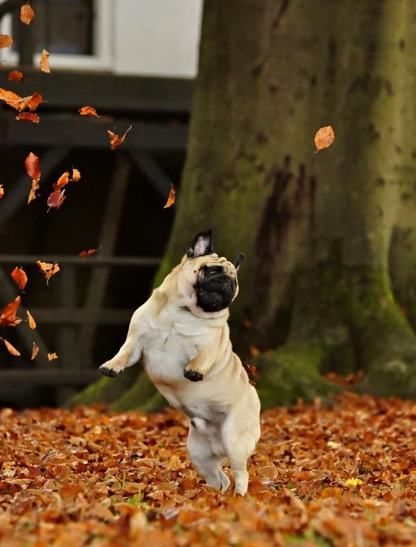 Fall Dog Tips Rover Blog