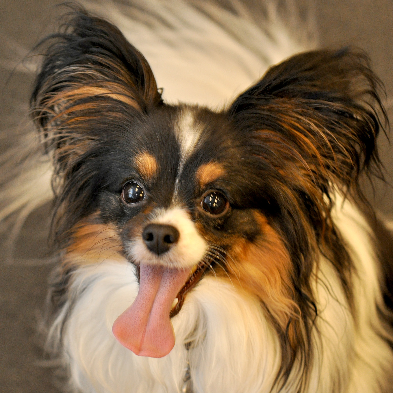 The Top 10 Smartest Dog Breeds