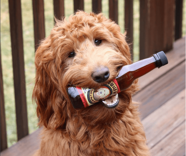 Share a Beer with Your Dog Thanks to This Special Brew