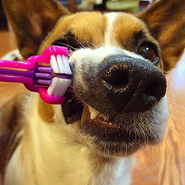 Help! My Dog Has Bad Breath Rover Blog