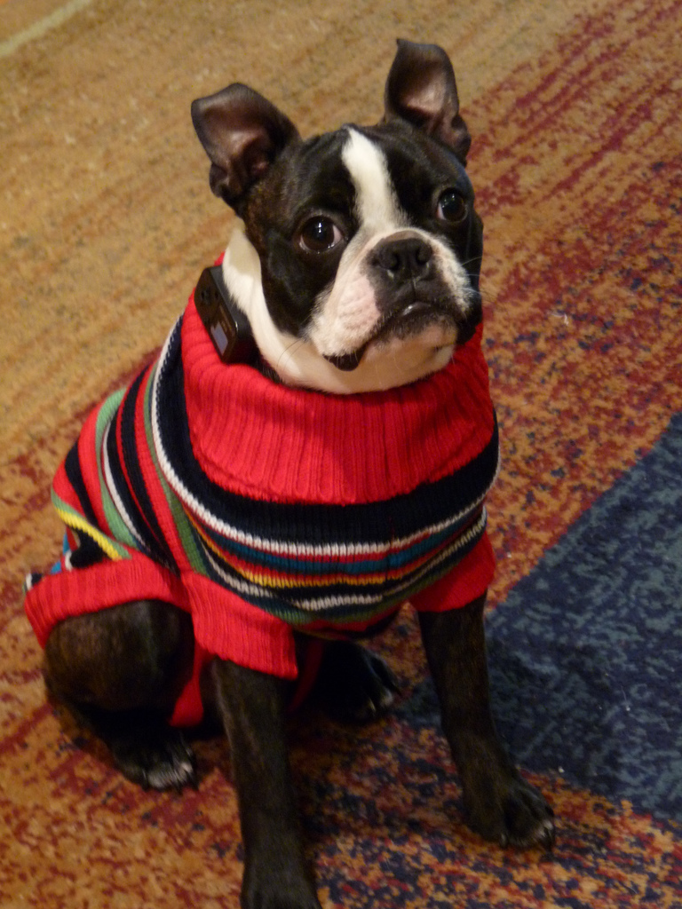 Do Dogs Need Coats? Rover's Guide to Canine Sweaters & Coats