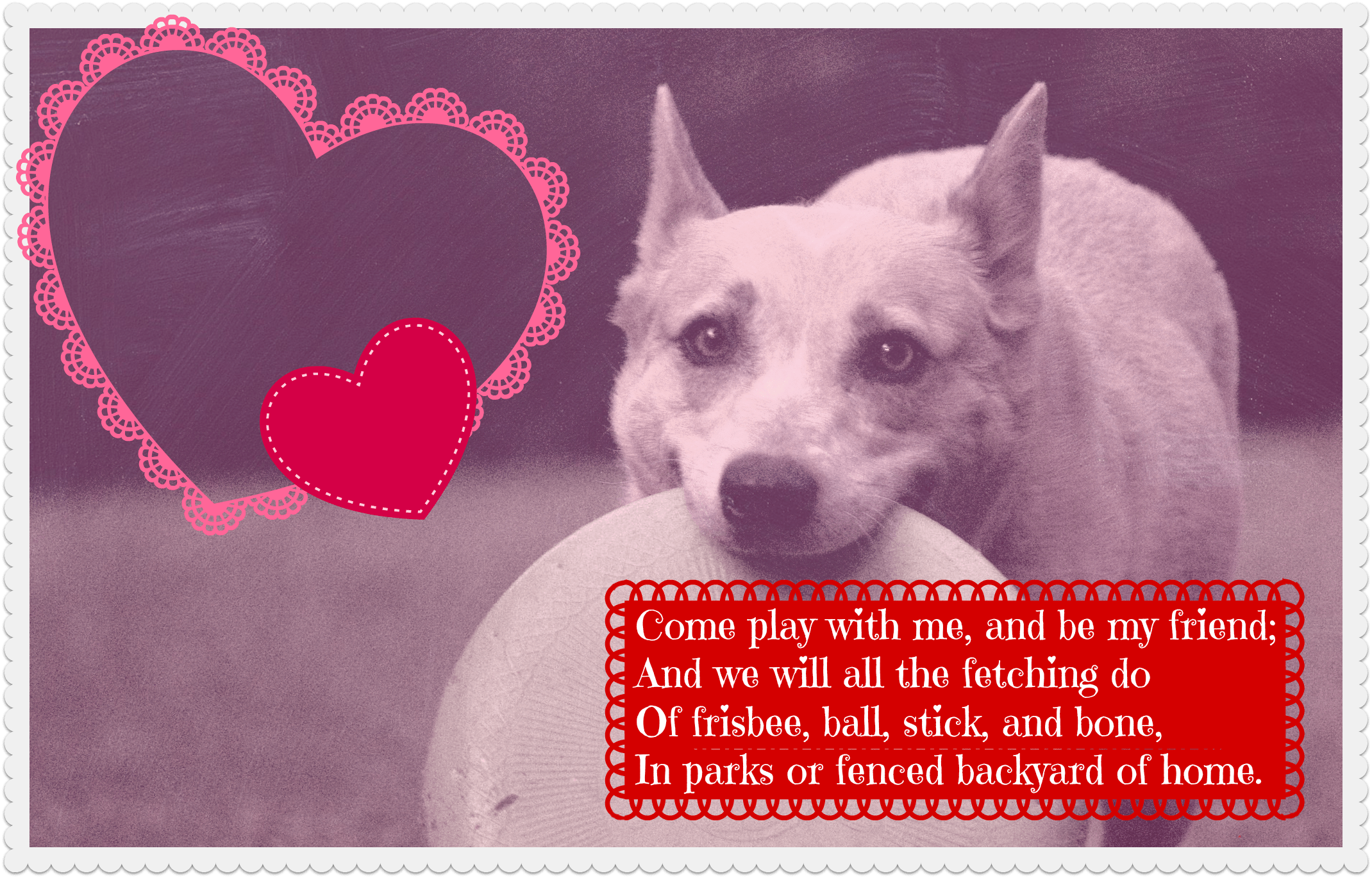 5 Heartfelt (and Hilarious) Dog Valentines Rover Blog