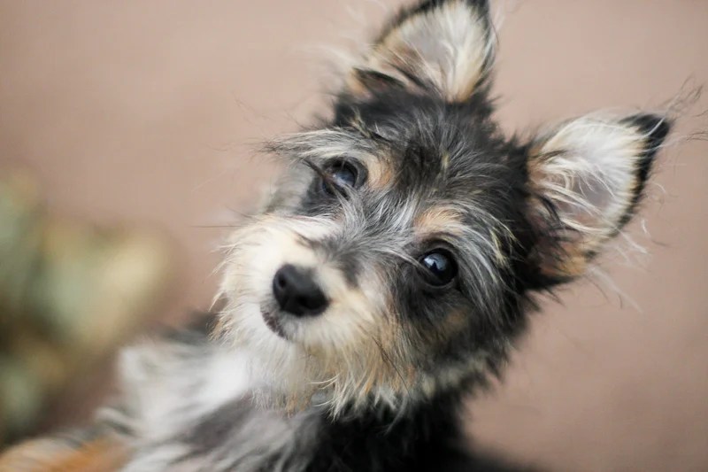 11 of Today's Top Designer Dog Breeds Rover Blog