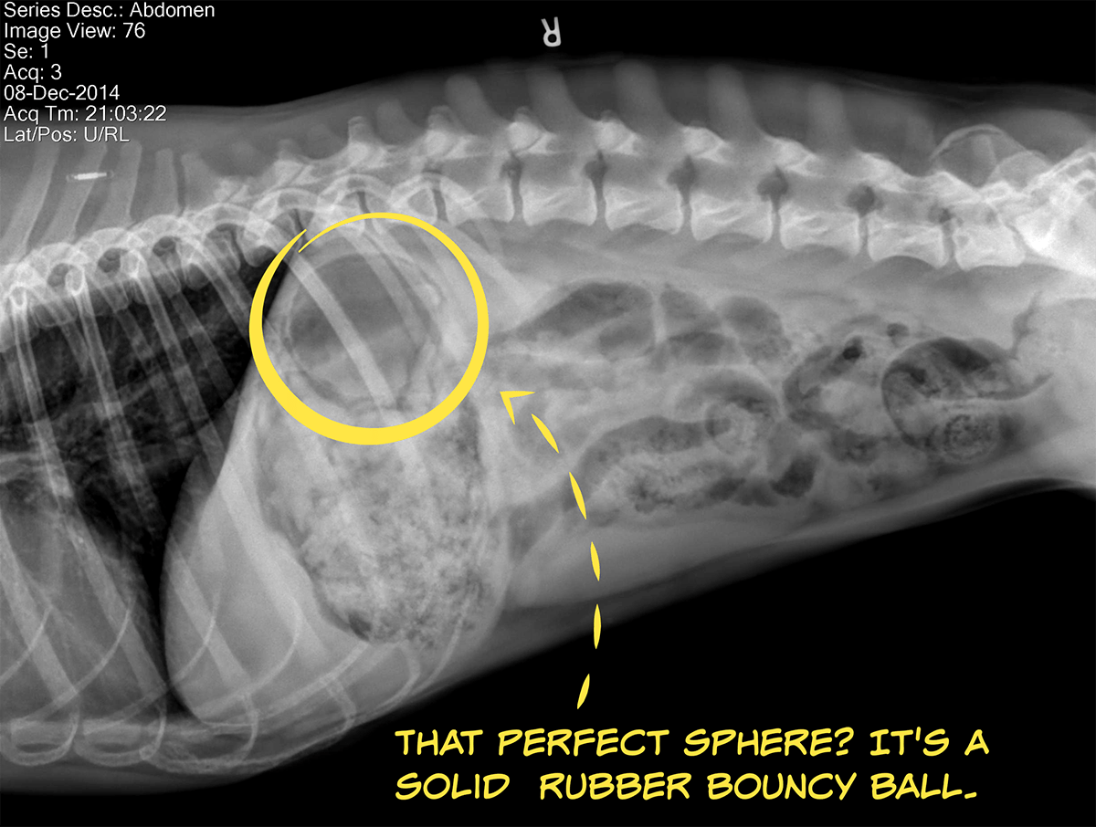 What To Do When Dog Eats Squeaker at Geraldine Rose blog