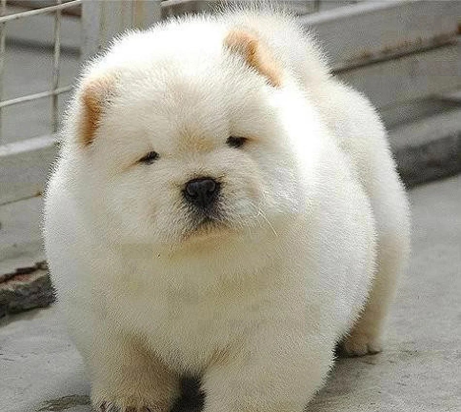 10 Dogs That Look Like Polar Bear Cubs The Dog People by