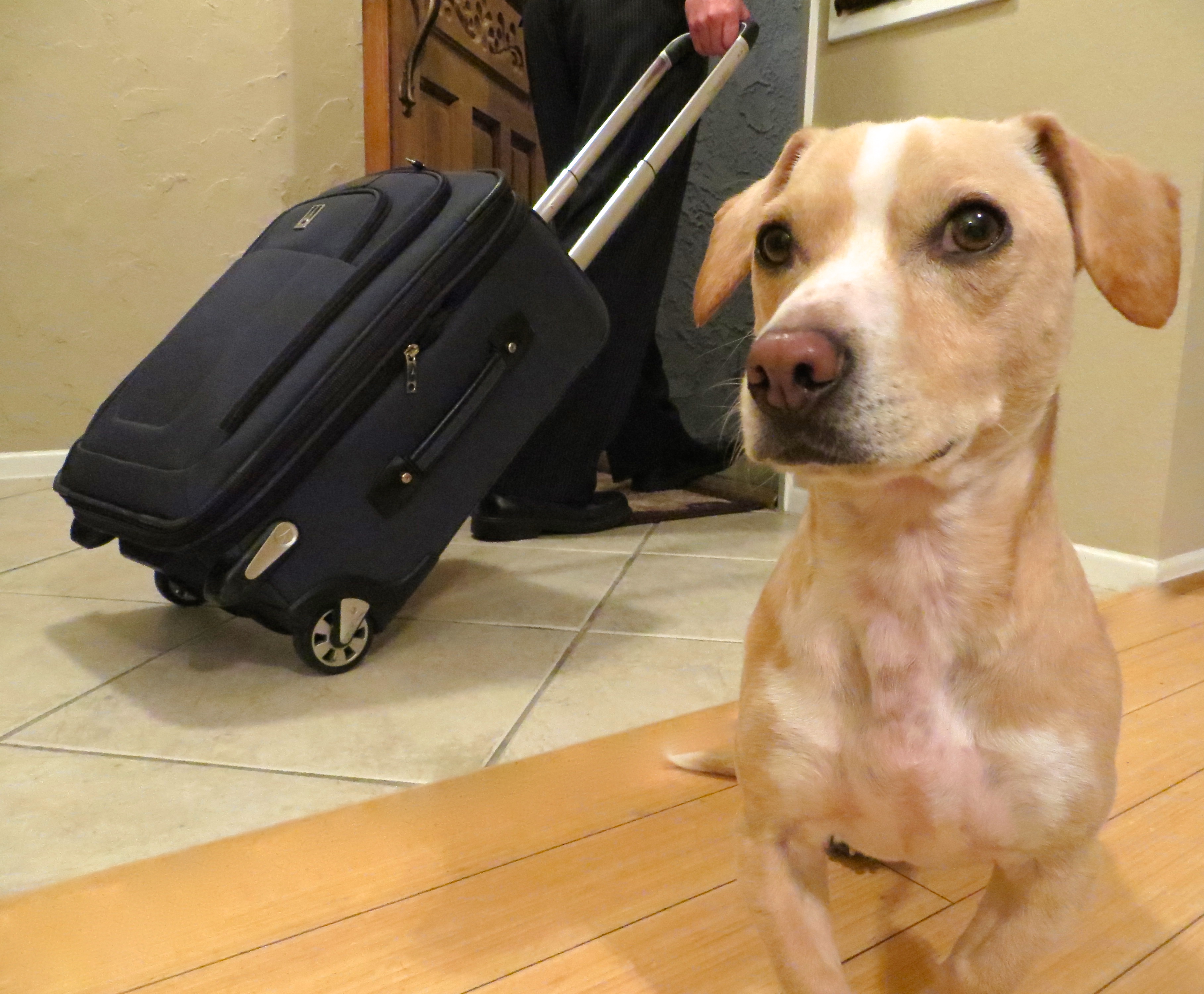 4 Expert Travel Tips for Dog Owners Rover Blog